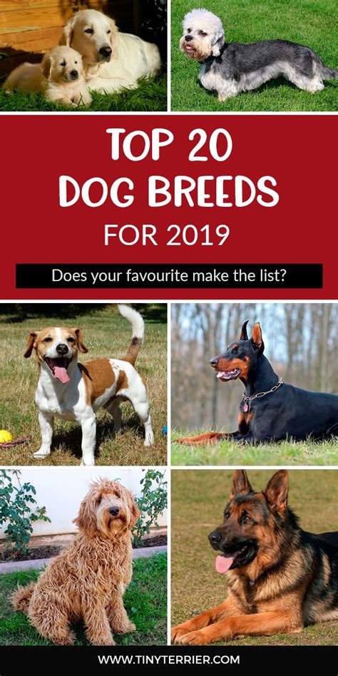 The Top 20 Most Popular Dog Breeds For 2020 Artofit