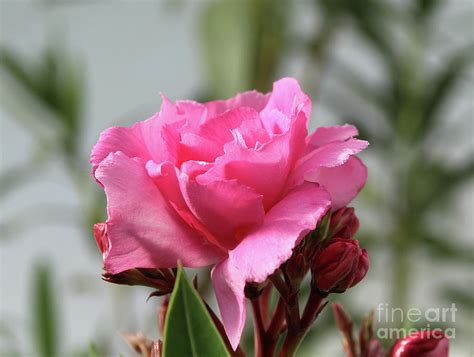 Oleander Splendens Giganteum 2 Photograph By Wilhelm Hufnagl Pixels