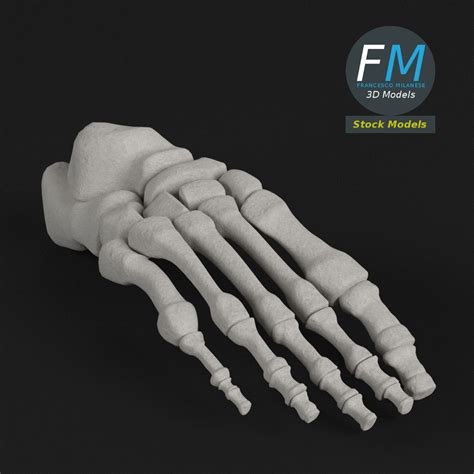3d Model Anatomy Human Foot Bones Cgtrader
