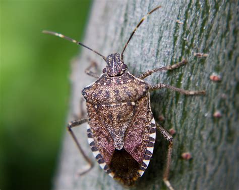 Brown Marmorated Stink Bug Facts And Information Terro