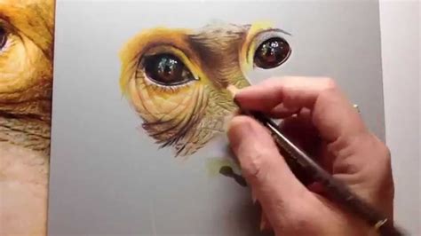 Photorealistic Speed Drawing Of An Orangutan Speed