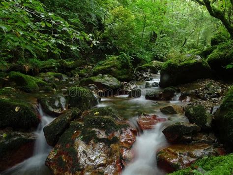 Small Waterfall Flowing Down The Mossy Rocks In A Rainforest In Gijon