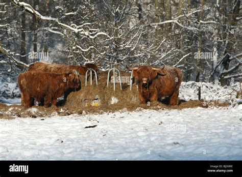 Highland Cattle In Winter High Resolution Stock Photography And Images