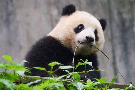 Giant Panda Pang Da Hai At Bifengxia In 2018