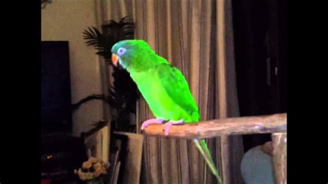 Marty The Blue Crown Conure Sings And Dances Youtube