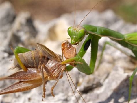 15 Praying Mantis Facts Fact Animal