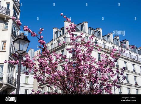 Cherry Blossom At Spring In Paris France Stock Photo Alamy