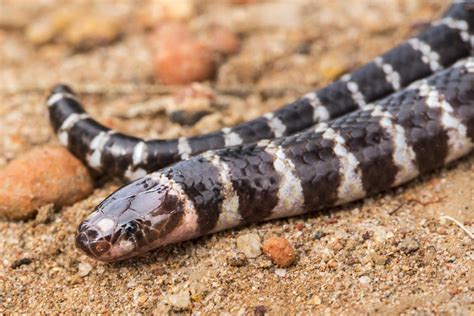 Scientists Discover A New Species Of Venomous Snake In Australia