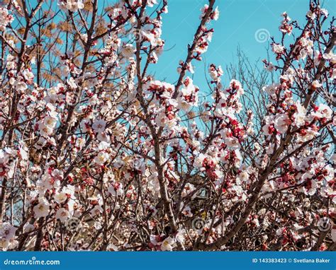 White Flowering Cherry Trees Stock Image Image Of Plant Fresh 143383423