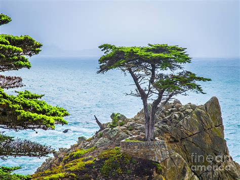 Monterey Lone Cypress Photograph By Frederick Ludeman Fine Art America