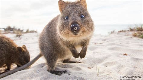 Check out our quokka selection for the very best in unique or custom, handmade pieces from our mugs shops. The quokka picture book will bring you instant joy