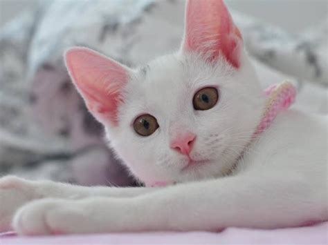 I Love Pink Noses Cats Beautiful Cat Crazy Cats