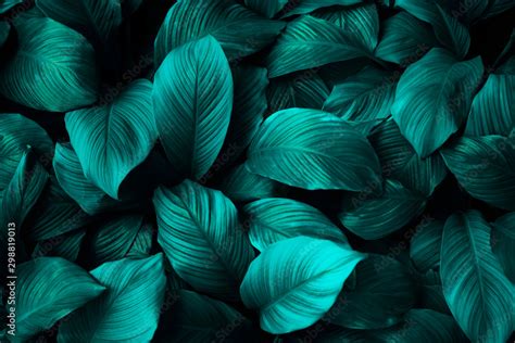 Abstract Green Leaf Texture Nature Background Tropical Leaf Stock