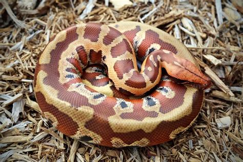 Blood Python Care Sheet Reptiles Cove
