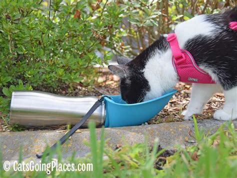 Top 5 best food bowl for cats in 2020. Keeping Traveling Cats Hydrated - Cats Going Places