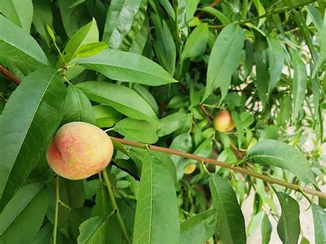 Buah ini juga banyak dibuat menjadi selai dan sering digunakan untuk minuman berasa. Khasiat dan Kandungan Nutrisi Buah Aprikot Untuk Kesehatan ...