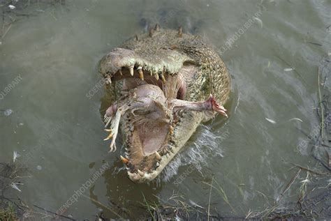 Saltwater Crocodile Stock Image C0175216 Science Photo Library