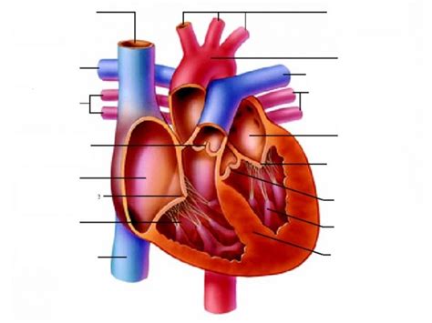 Anatomy and physiology of animals urinary system wikibooks open. The Heart Diagram Unlabeled | Projects to Try | Pinterest ...