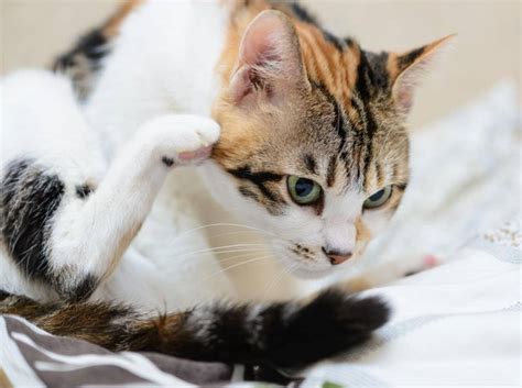 🔥warum kotzen katzen immer auf den teppich? Katze hat Würmer: Ursachen, Symptome und Behandlung