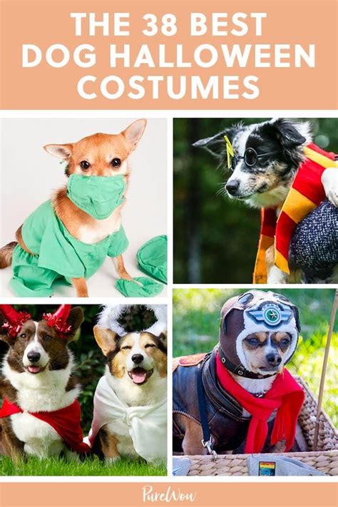 60 Funny Dog Halloween Costumes For The Silliest Pup You Know Dog