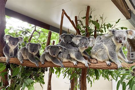Lone Pine Koala Sanctuary Discover Brisbanes Koala Sanctuary