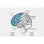 Lobes Of The Brain Frontal Lobe Temporal Parietal 