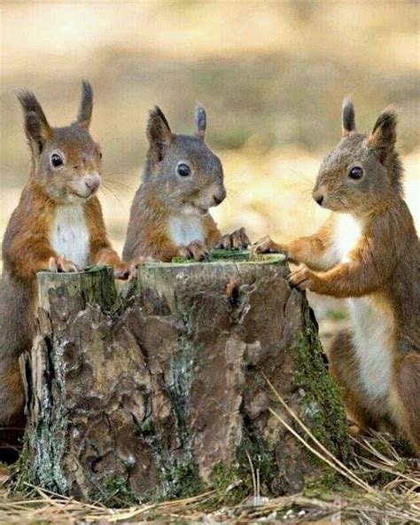 Different Types Of Squirrels Animal Facts Blog Animals Animals
