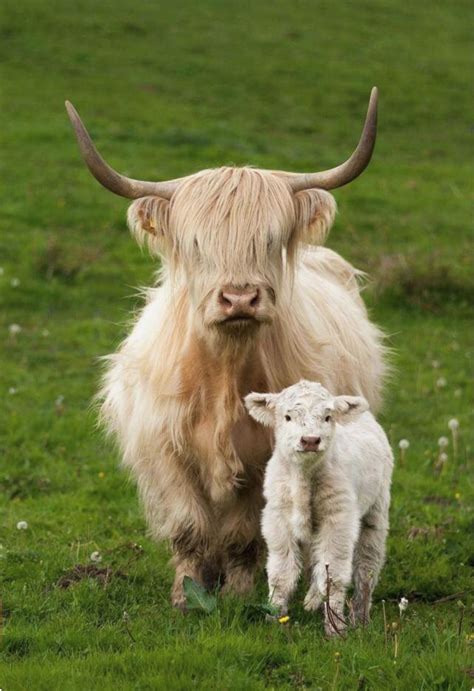 Pretty Blonde Highland Cow And Her Fluffy Calf Baby Cows Cute Cows