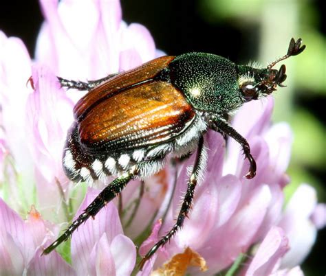 beetle identification a guide to 21 common species with photos owlcation
