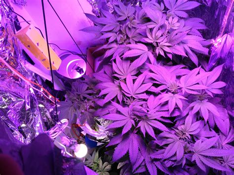 Purple Kush Grow Journal Week8 By Mcblazingninja Growdiaries