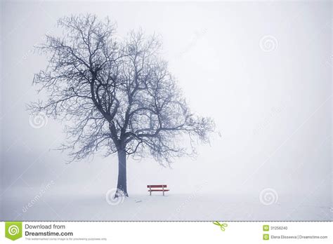 Winter Tree In Fog Stock Photo Image Of Solitary Misty