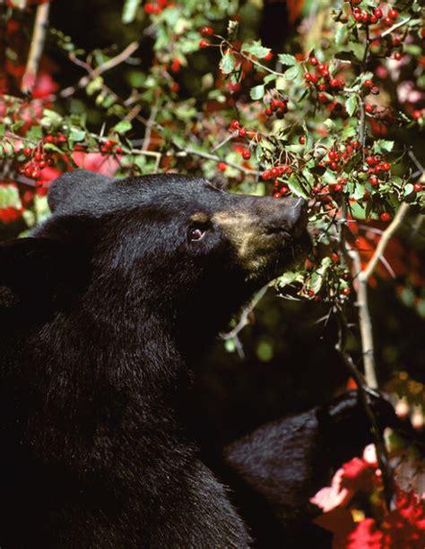 Berries A Critical Food North American Bear Centernorth American
