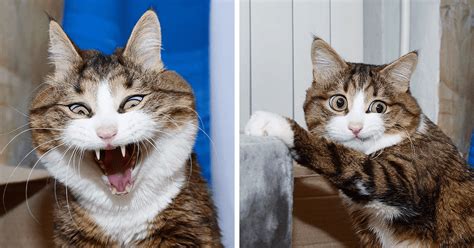 Cute Cat With A Mobility Problem Amazes The World With Funny Facial