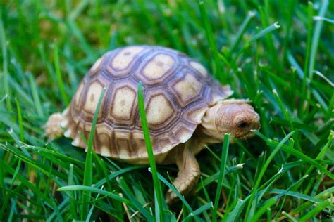 Sulcata Tortoise For Sale Online Overnight Shipping From Our Tortoise