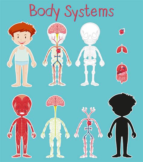 Boy And Body System Chart On Blue Background 430635 Vector Art At Vecteezy