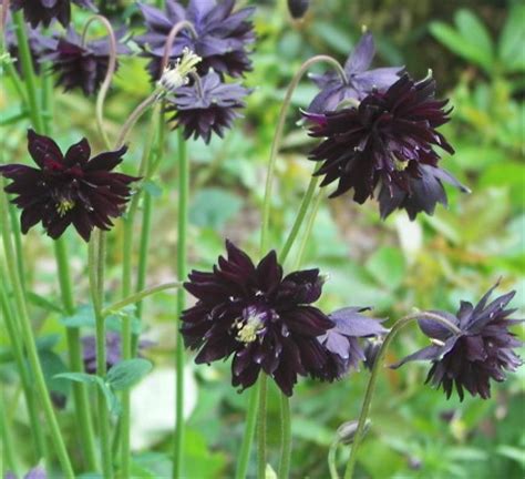 Aquilegia caerulea columbine blue 600 seeds perennial flower. ARHS 2012 SEED EXCHANGE