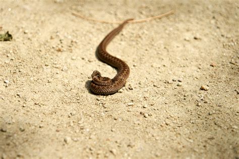 Viper Crawling On The Sand Free Stock Photo Public Domain Pictures