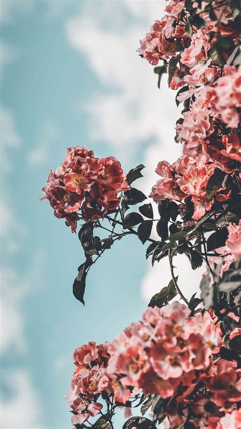 Aesthetic Flower Iphone Wallpapers Top Free Aesthetic Flower Iphone