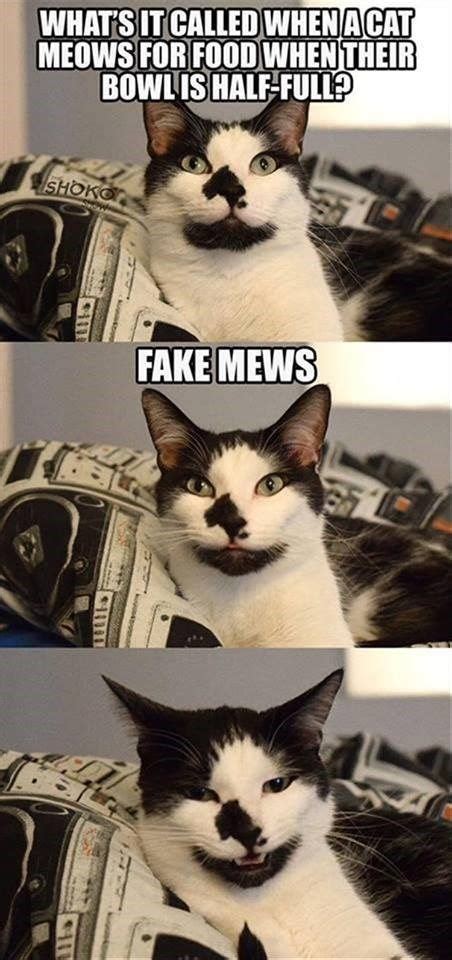 Funniest Cat Memes 20 Pics Funnyfoto