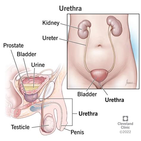 Bladder Model This Model Shows The Prostatic Urethra Around The Male Bladder Bulldox Com
