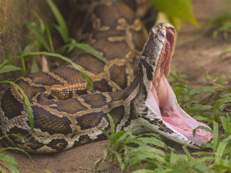 Por Qué La Serpiente Pitón Birmana Puede Tragar Cualquier Cosa