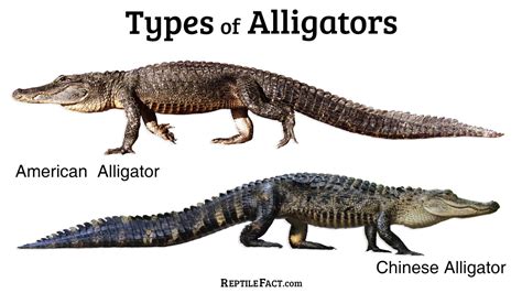 Alligators Facts And Types With Pictures