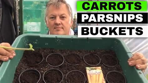 How To Grow Carrots And Parsnips In Buckets Totes Container