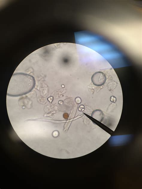 A plant cell wall was first observed and named (simply as a wall) by robert hooke in 1665. Microscope Research of Plant Cells on FlowVella ...