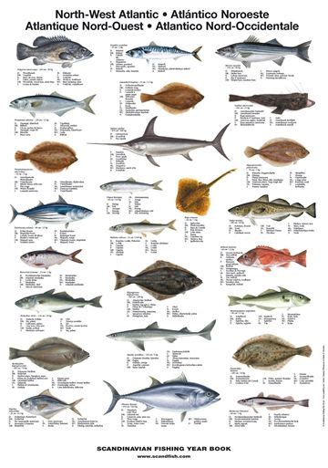 North West Atlantic Shellfish Poster Unique Chart Fisk Plakater