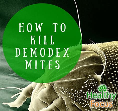 Spider mites don't actually have a good grip on the leaves that they are residing on. How to Kill Demodex Mites - Healthy Focus