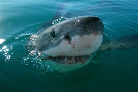 Changes (mutations) to genes can result in changes to proteins, which can affect the structures and functions of the organism and thereby change traits. Shark, human proteins are surprisingly similar | Cornell ...
