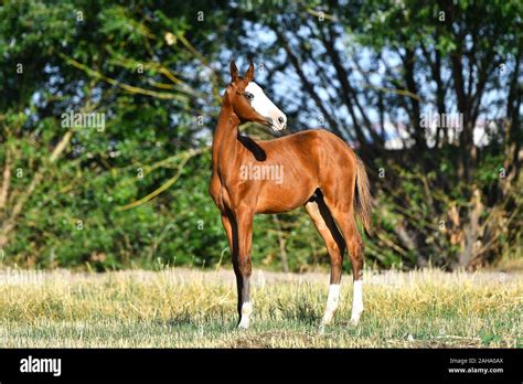 Bay Akhal Teke Foal With Rare White Marking On A Head Standing In The