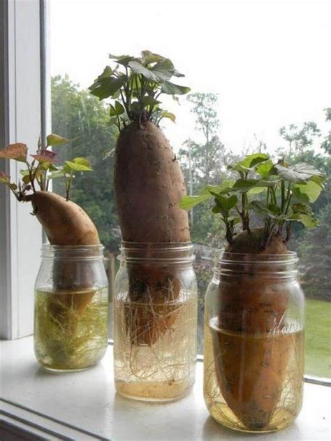 Starting a cactus garden is fun and easy. 14 Sensible DIY Garden Hacks That Can Make You A Smart ...
