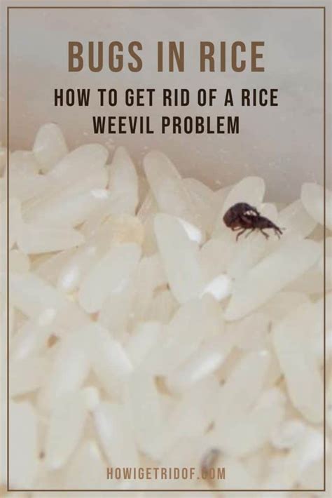Bugs In Rice How To Get Rid Of A Rice Weevil Problem How I Get Rid Of